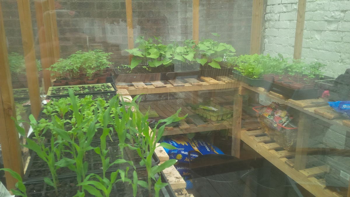 Vegetable seedlings growing in a greenhouse - edge sells edible plants